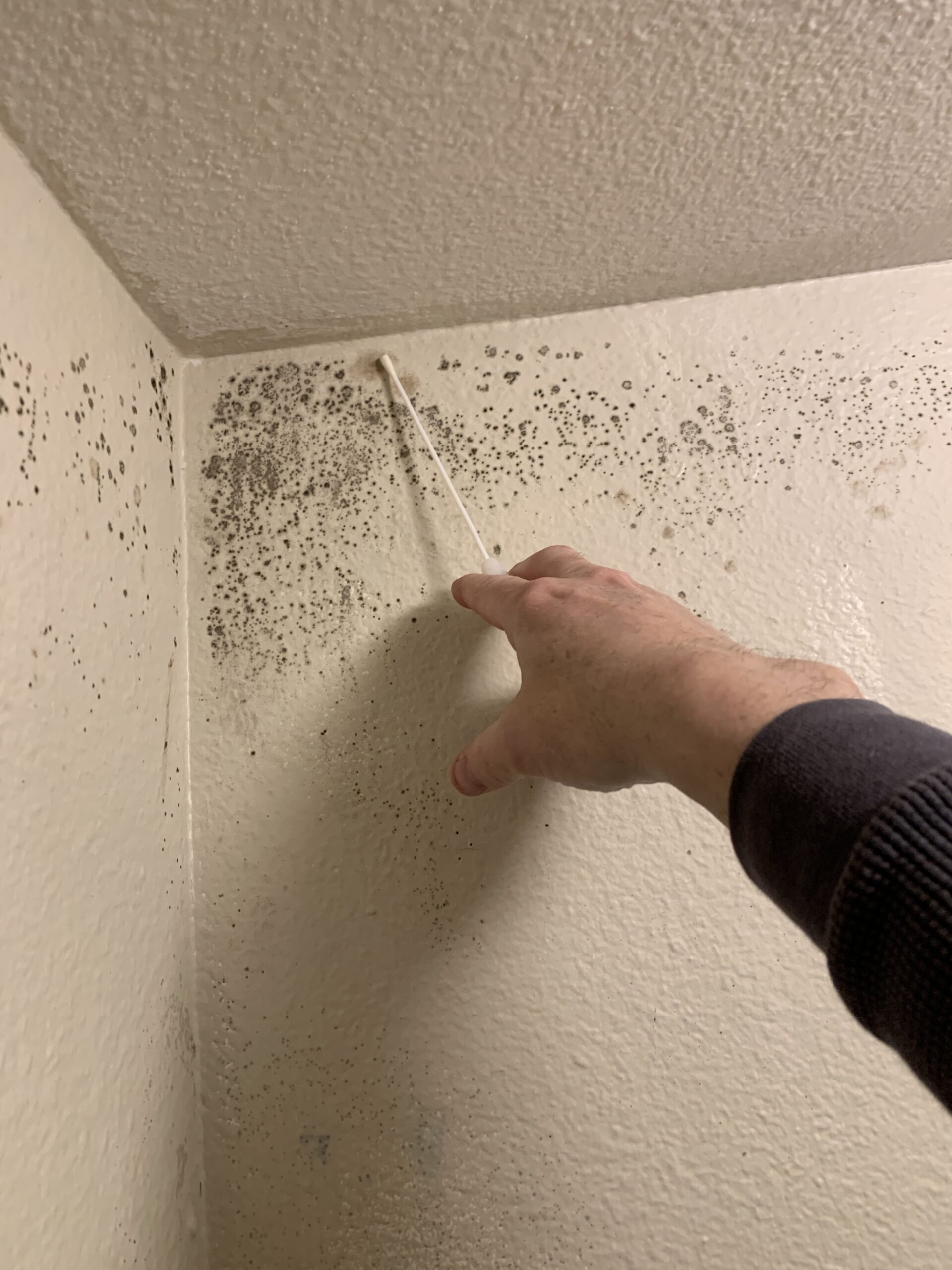 Mold surface testing being conducted on a wall