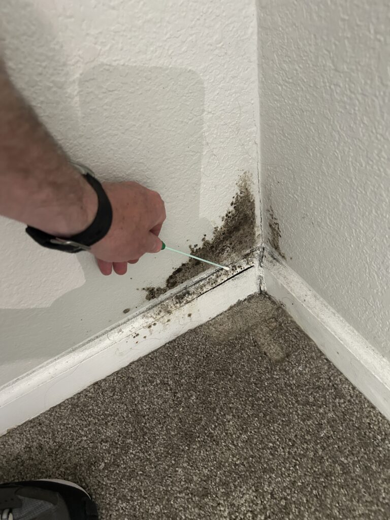 Mold swab sample being collected from corner wall with visible mold growth on drywall and baseboard